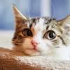 Expert insights into the cultural dominance of cats in the digital era