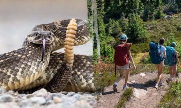 Eighth rattlesnake bite in eight weeks reported across Southern California trails