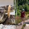 Eighth rattlesnake bite in eight weeks reported across Southern California trails