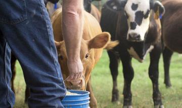 Dozens of calves vanish overnight from family farm in Mercer County