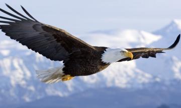 Caesar the Bald Eagle returns safely after storm disrupts Dollywood aviary