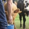 Dozens of calves vanish overnight from family farm in Mercer County