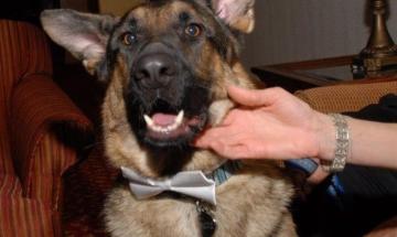 German Shepherd kills rabid Bobcat while saving owner in Arizona attack