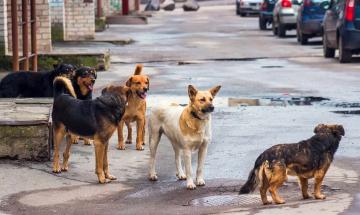 Four of six stray dogs captured after mauling Stockton mother