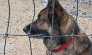 Heroic German Shepherd Moses saves owner during vicious Arizona bobcat attack