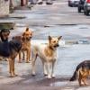 Four of six stray dogs captured after mauling Stockton mother