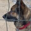 Heroic German Shepherd Moses saves owner during vicious Arizona bobcat attack