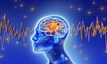 Explore how newborn brains may begin life with pre-set neural connections