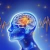 Explore how newborn brains may begin life with pre-set neural connections