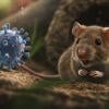 Expert explains why hantavirus won't cause new pandemic