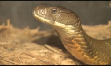 Snake handler flees from police on Hollywood Walk of Fame and abandons his reptiles