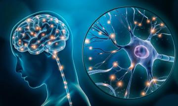 Scientists find psychopaths have a brain region that is 10% larger than other people