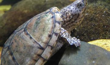 California man charged with attempted illegal export of 292 trafficked turtles