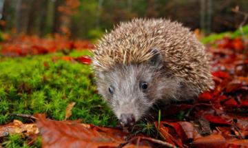 Satellites and AI track UK hedgehogs to combat decline