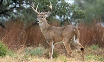 Texas authorities say man illegally killed 13 white-tailed bucks across three counties