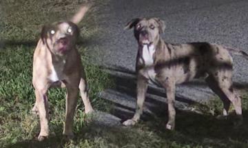 Florida dog attack leaves woman dead as investigation continues in Brevard County