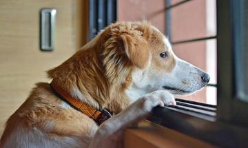 Five crystals that experts say may help ease your pet's separation anxiety at home