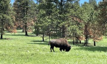 Tragedy in Custer State Park as bison fatally injures 70-year-old hiker