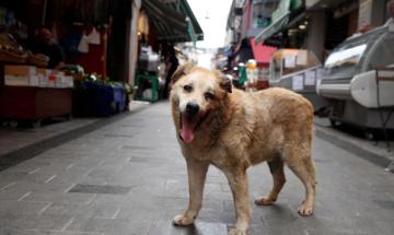 Vet shares simple guide to keeping stray animals safe and hydrated during brutal summer heatwaves