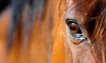 Teenage girl arrested after three horses were stabbed at a Nevada barrel race event