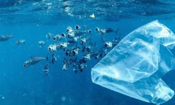 Over seven hundred smuggled marine animals arrive inside plastic bags in Argentina
