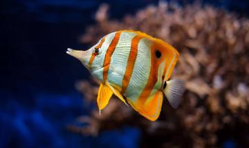 Over 700 marine animals found stuffed in plastic bags at Buenos Aires Airport