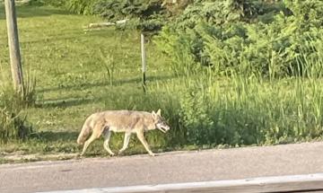 Three coyotes attack 14-year-old boy on his bicycle in Ottawa park