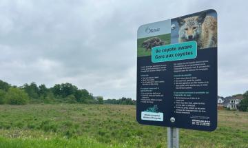 Teen injured after rare Coyote attack in Ottawa conservation park