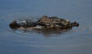 Louisiana driver injured after alligator attack during police chase following DWI stop