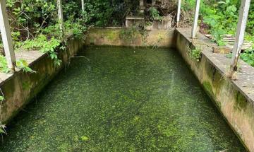Investigation underway after 16 cats found dead in neglected UK garden pond