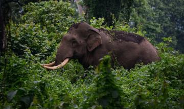 Woman fatally trampled by wild elephant as heavy fog obscures visibility in India