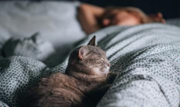 New study finds co-sleeping with pets may disrupt sleep quality