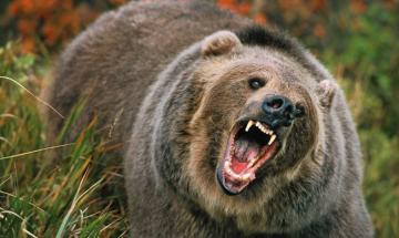 Alaska woman shoots black bear after attack injures dog during foraging trip