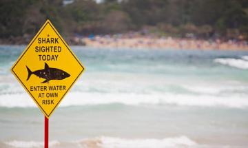 Eyewitness describes ‘thrashing’ scene after shark attack at Coogee beach