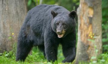 Woman uses gun to stop black bear attack that left her dog seriously injured in Alaska