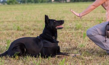 Dog trainer convicted of killing 11 dogs, cremating their remains