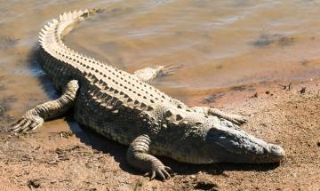 Man arrested after 3-year-old boy injured in crocodile enclosure incident
