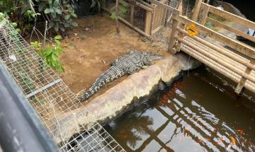 Man arrested after toddler found seriously injured inside UK zoo’s crocodile enclosure