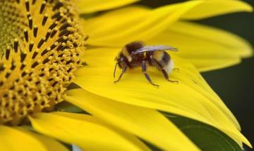 Researchers create first bee silk film for advanced materials