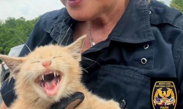 Man tries to rob Maryland bank using stolen kitten