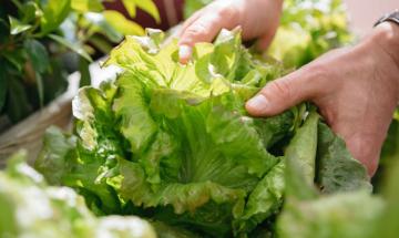 Cyclosporiasis outbreak: Lettuce under investigation as source