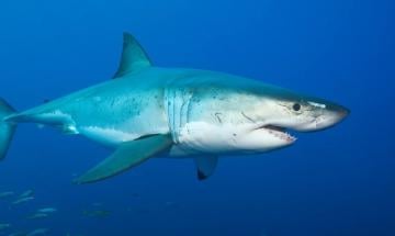 Diver airlifted to hospital after shark bite off Australian coast
