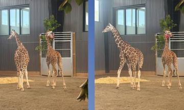 Missing Virginia giraffes found safe following criminal investigation