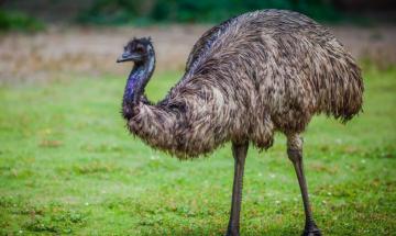 Pennsylvania family's pet emu killed after alleged dog attack