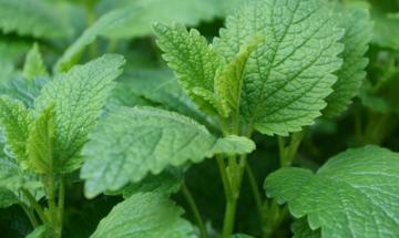 Can lemon balm improve sleep and anxiety? What research says