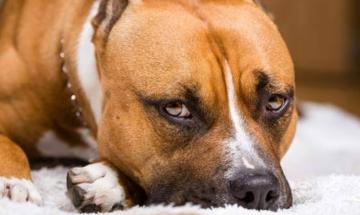 Mother reveals heartbreaking aftermath of family dog attack on infant daughter
