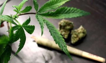 Study connects regular cannabis use with higher morning cortisol